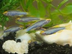 Glofish - Danio - Cosmic Blue - 1 inch - Quantity of 6